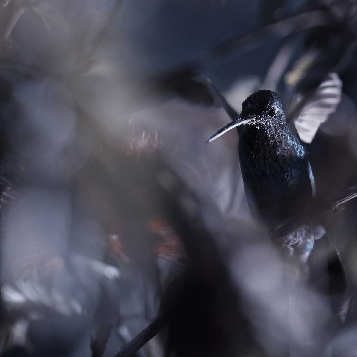 Poster animaux La petite étoile d' equateur Affiche + cadre en bois - Noir