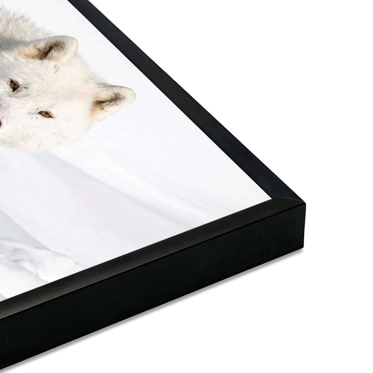 Affiche encadrée loup arctique Affiche + cadre en métal - Noir