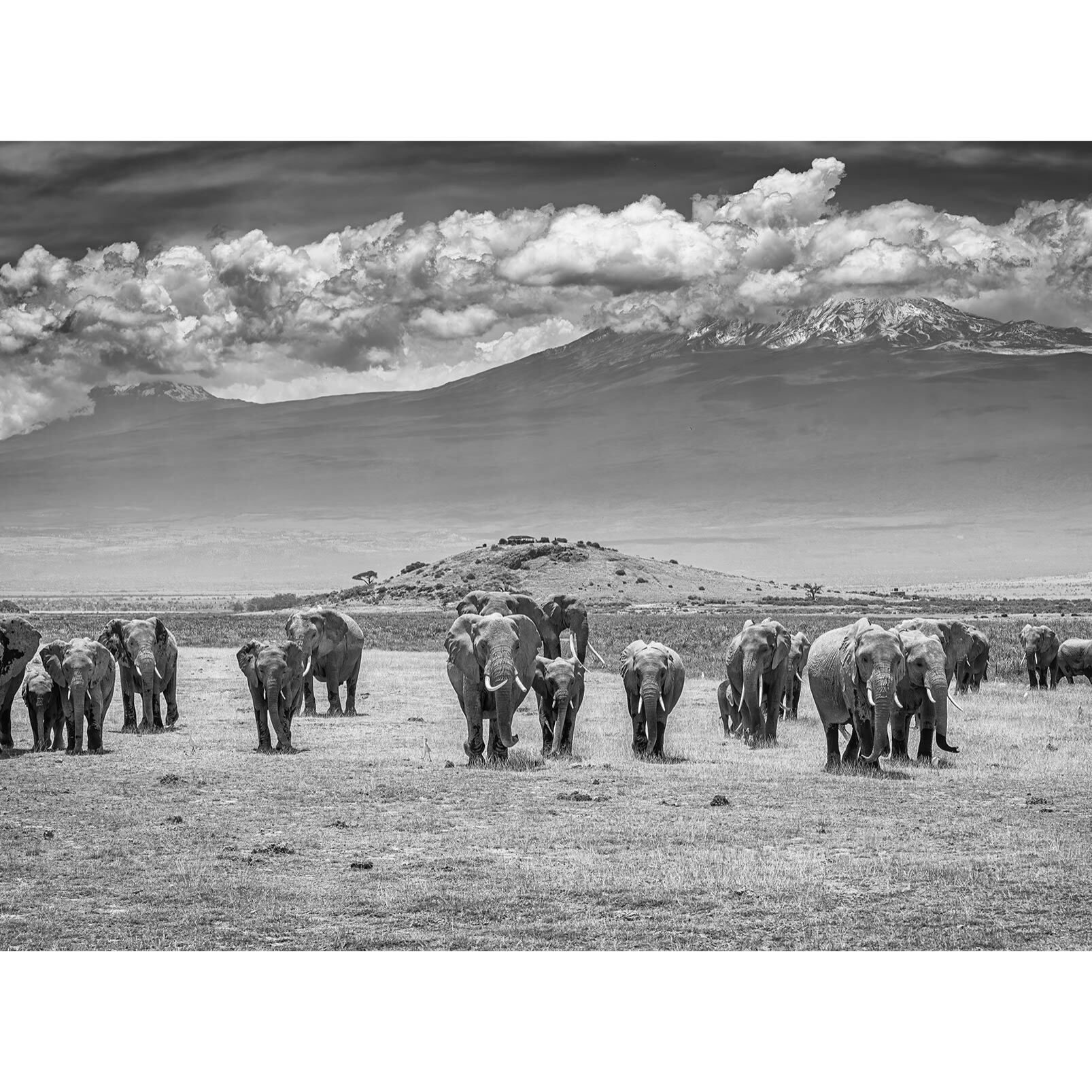 Papier peint éléphants devant le Kilimanjaro Intissé