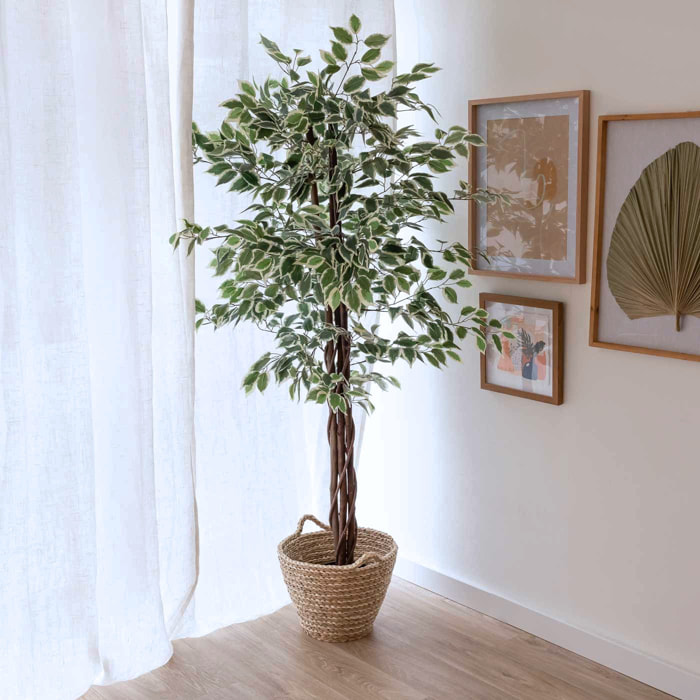 Planta ficus bruneli 180cm