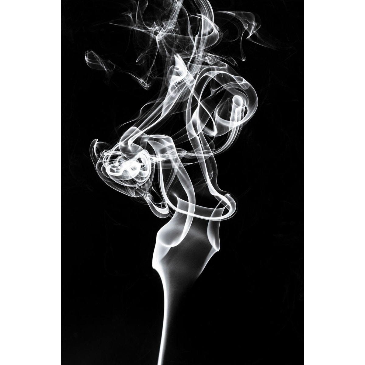 Tableau  white smoke tulip dream Tableau plexiglas