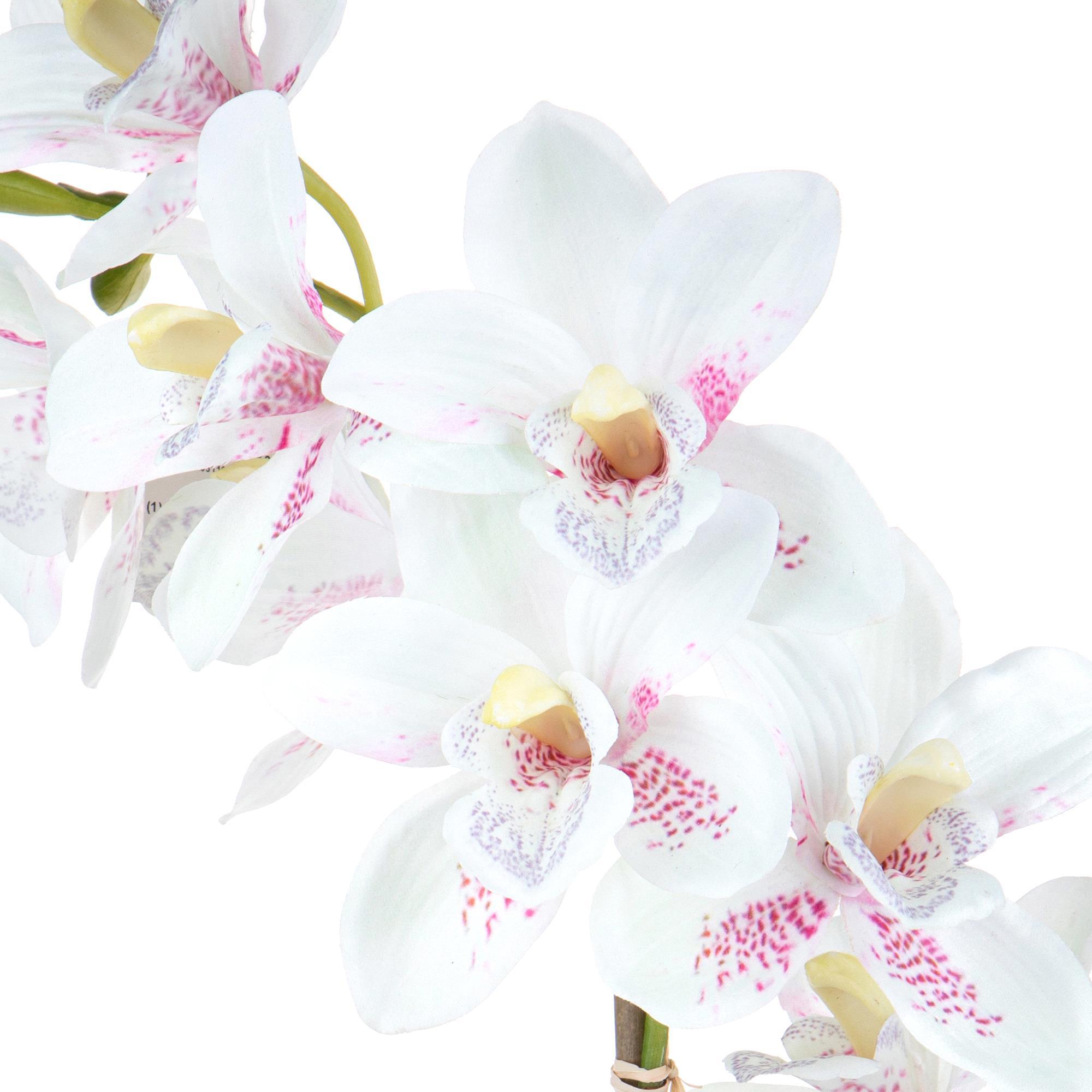 Orchidea Cymbidium Con 2 Diramazioni In Vaso. Altezza 50 Cm - Pezzi 1 - 25X50X25cm - Colore: Rosa - Bianchi Dino - Piante Fiorite In Vaso