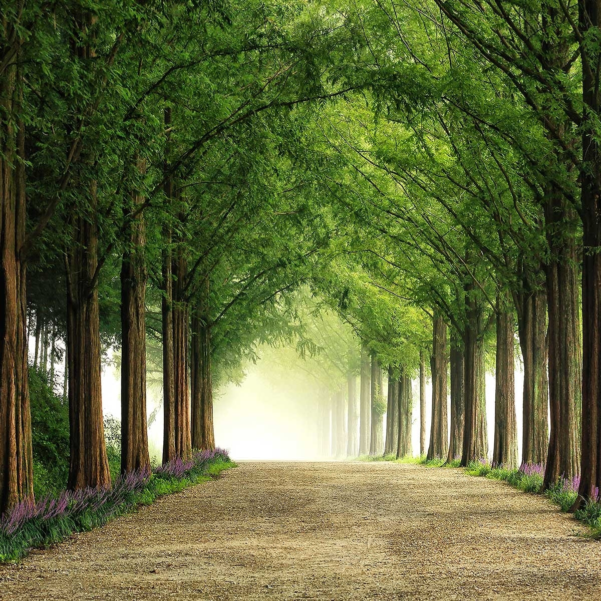 Affiche L'arbre Metasequoia Affiche sous cadre noir