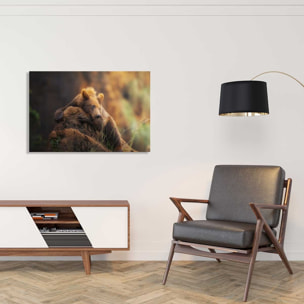 Tableau portrait d'ours Tableau alu Dibond