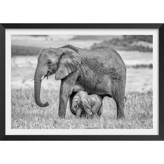 Affiche Mère éléphant Affiche + cadre en bois - Noir