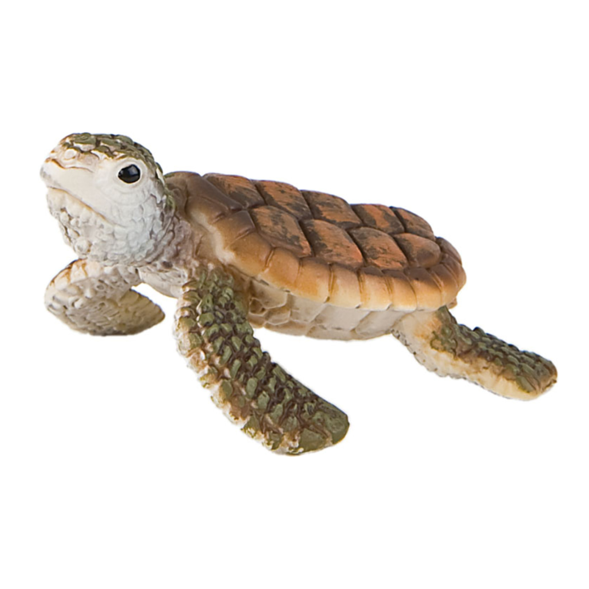 Ragni e Rettili/Cucciolo di tartaruga acquatica