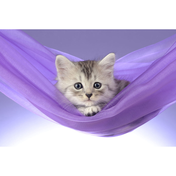 Tableau animaux chat  Toile imprimée