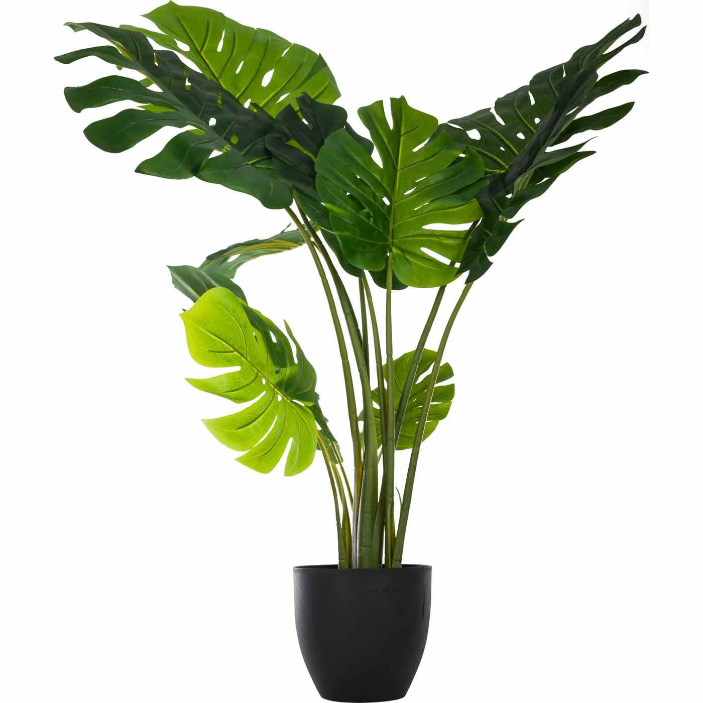 Planta monstera gari 110cm