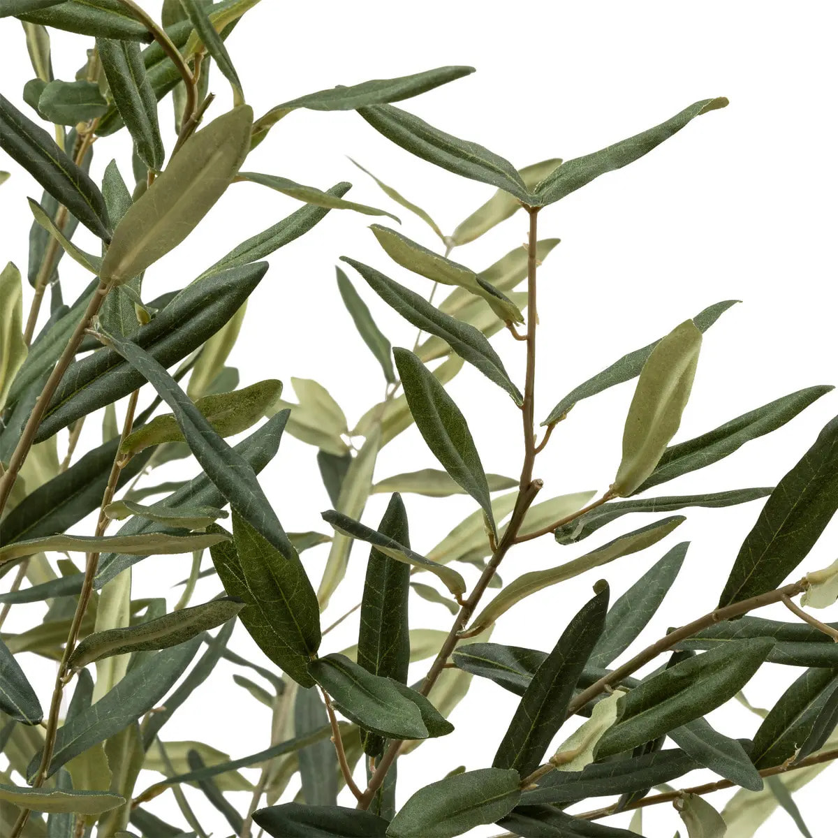 Olivier artificiel "Martin" pot en céramique H210cm