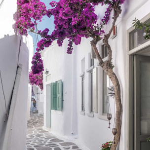 Poster bougainvilliers paros Affiche sous cadre noir