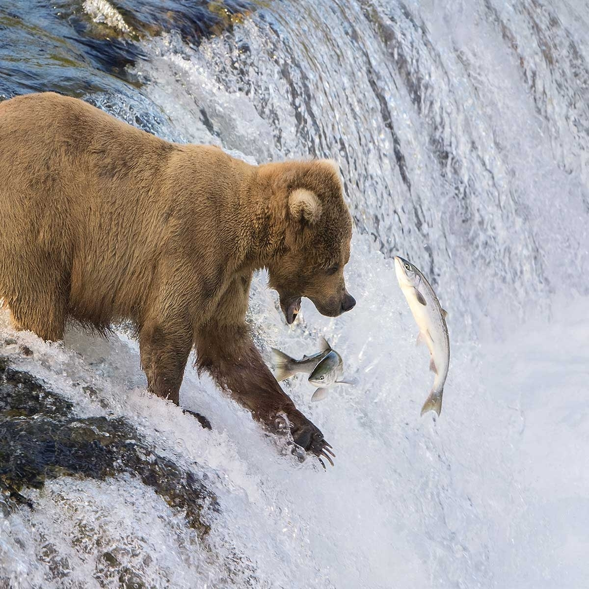 Tableau Un ours pêche sur le bord Toile imprimée