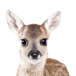 Affiche enfant bébé biche  Affiche sous cadre bois