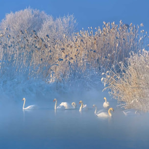 Affiche cygnes dans le givre matinal Affiche sous cadre bois