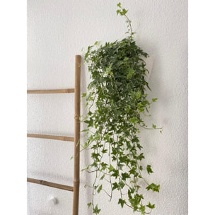 Maceta de pared autorriego blanca con 2 plantas colgantes