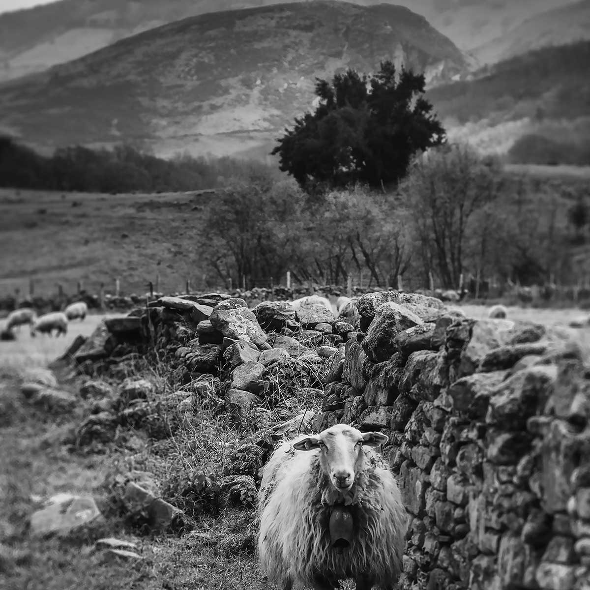 Tableau noir et blanc deco brebis Tableau plexiglas