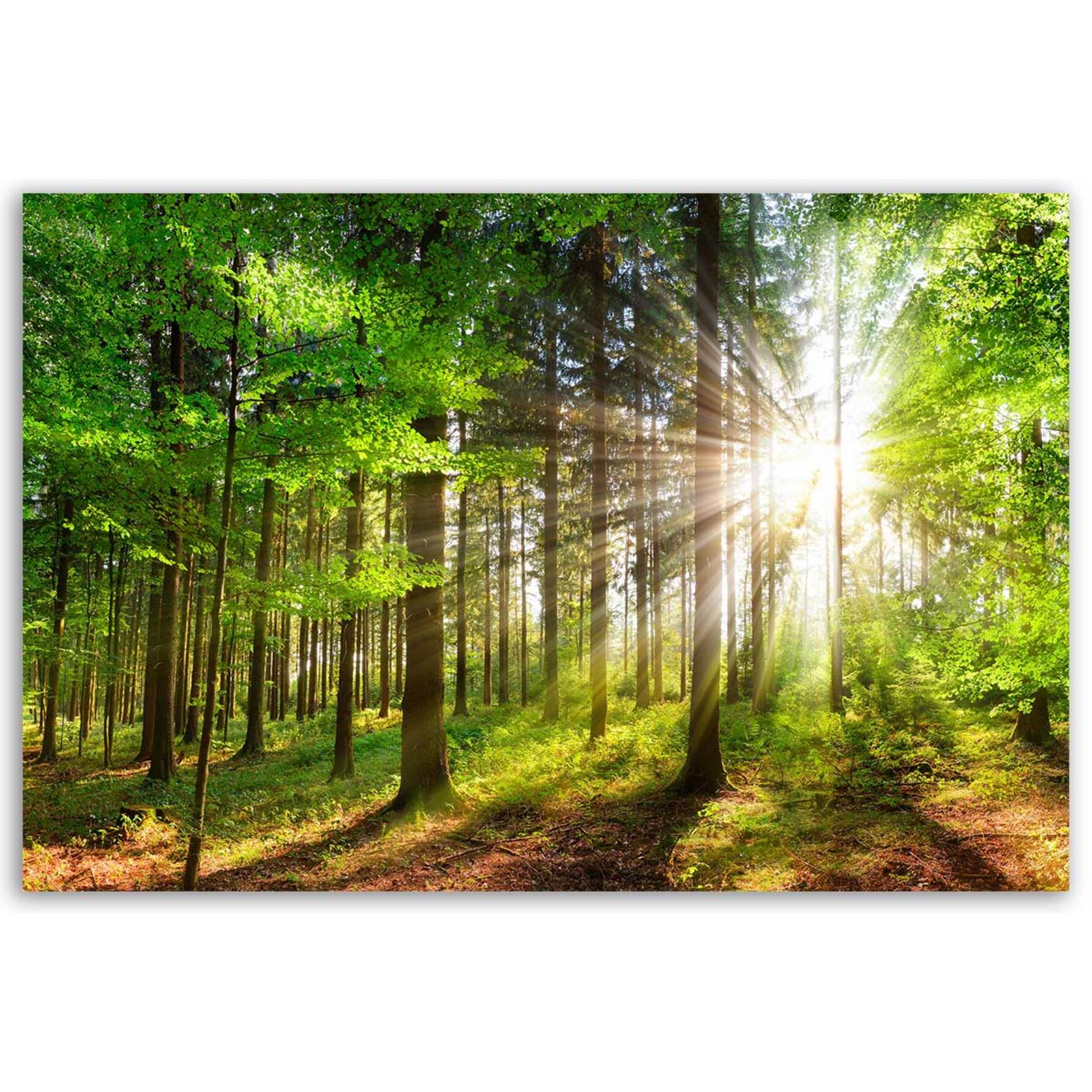 Tableau forêt verte baignée de lumière Toile imprimée