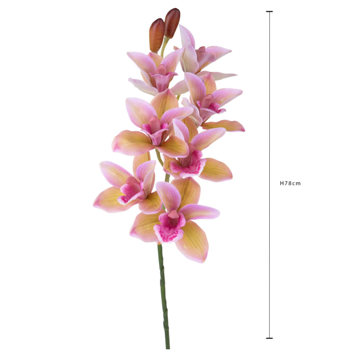 Orchidea cymbidium - Pezzi 3 - Colore: Rosa scuro - Bianchi Dino