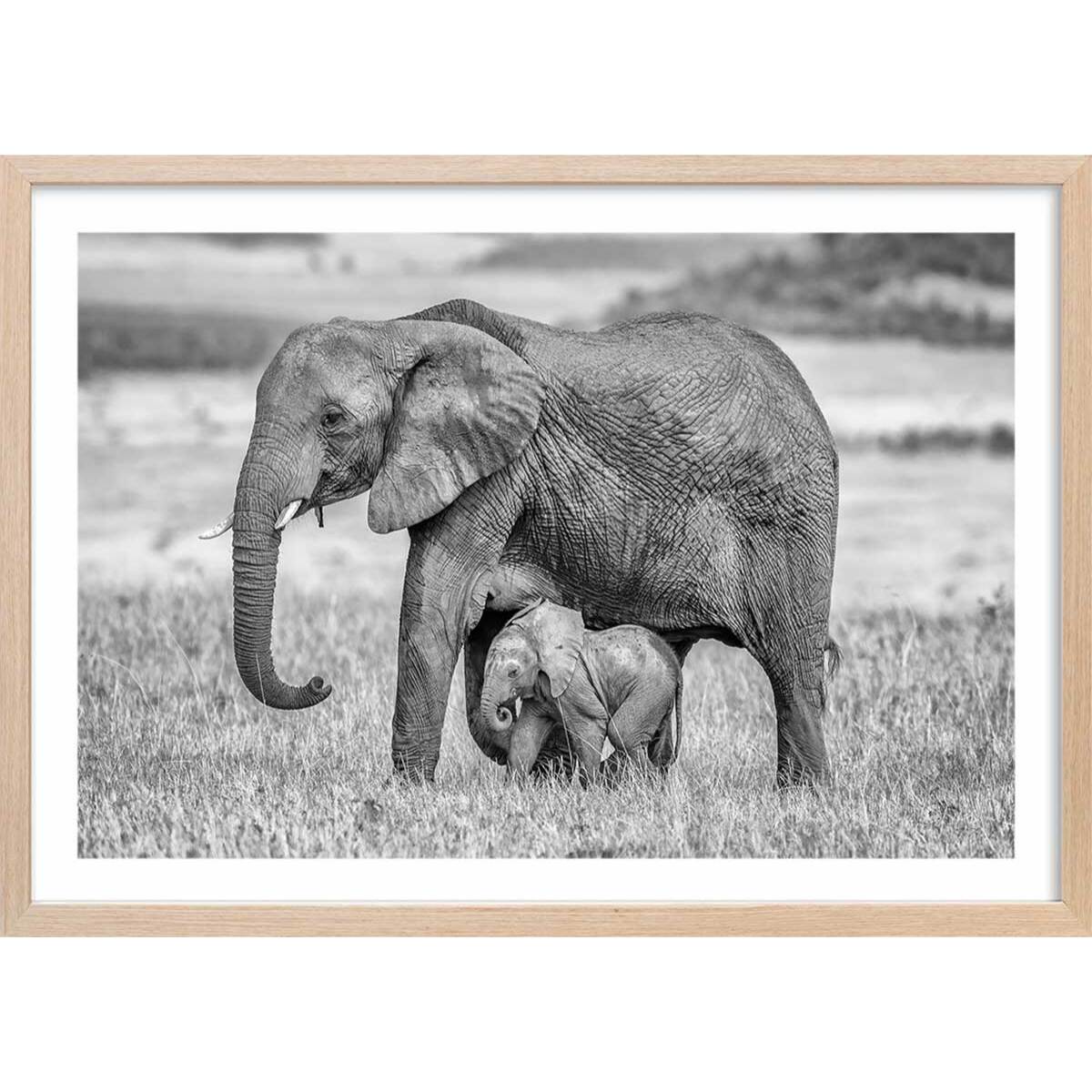 Affiche Mère éléphant Affiche + cadre en bois - Chêne