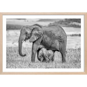 Affiche Mère éléphant Affiche + cadre en bois - Chêne