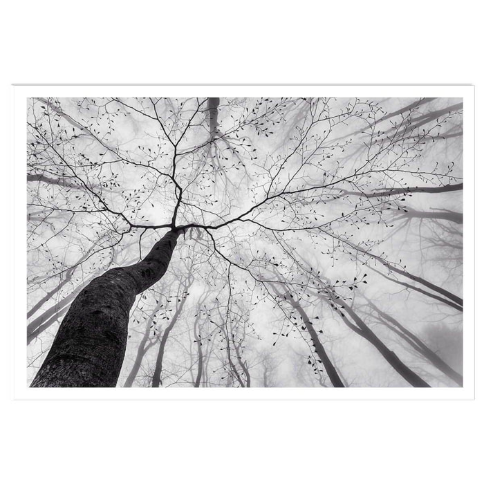 Affiche nature canopée en noir et blanc Affiche seule