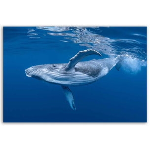 Tableau baleine majestueuse nageant sous l’océan Toile imprimée