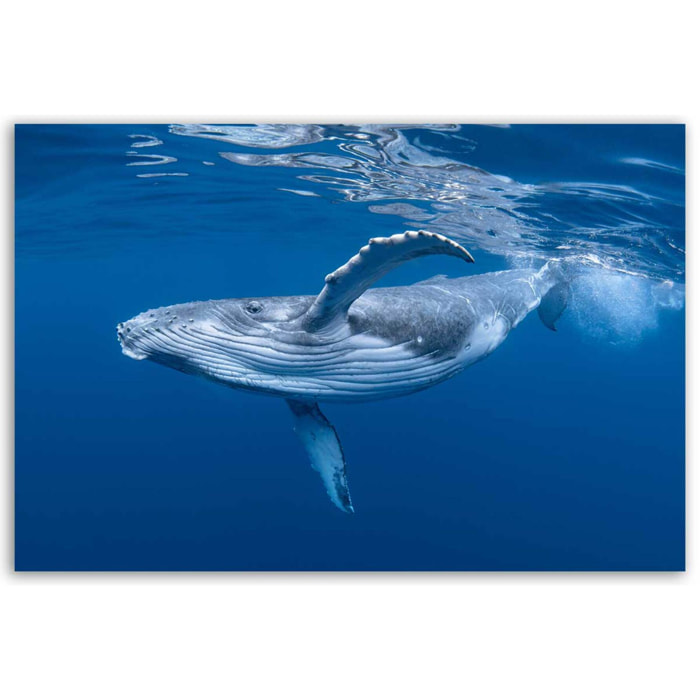 Tableau baleine majestueuse nageant sous l’océan Toile imprimée