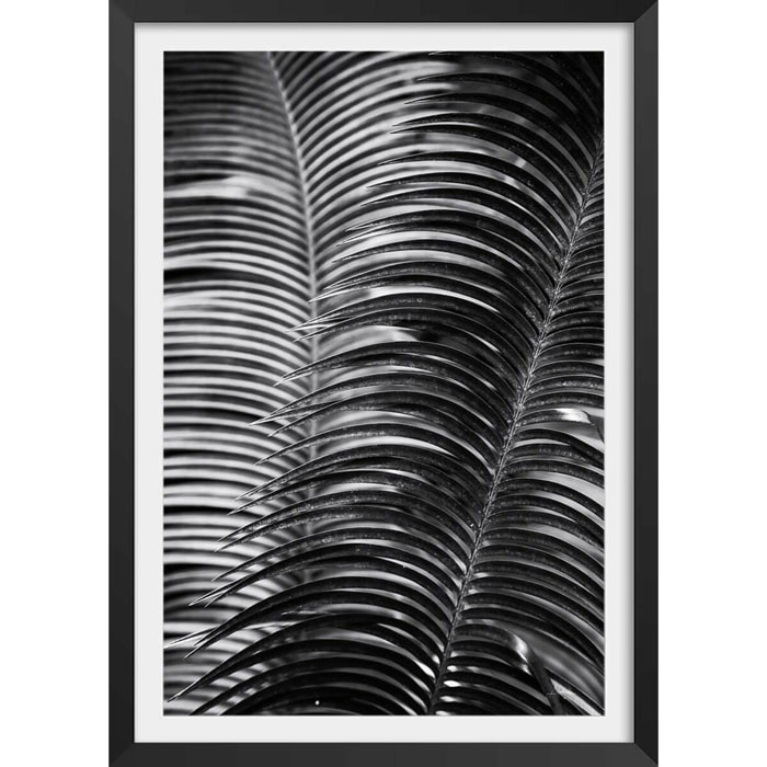 Poster jungle Sun palm Affiche + cadre en bois - Noir