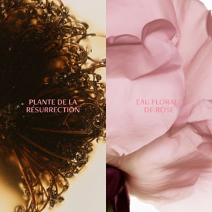 Source de Roses - Crème Fraiche Repulpante