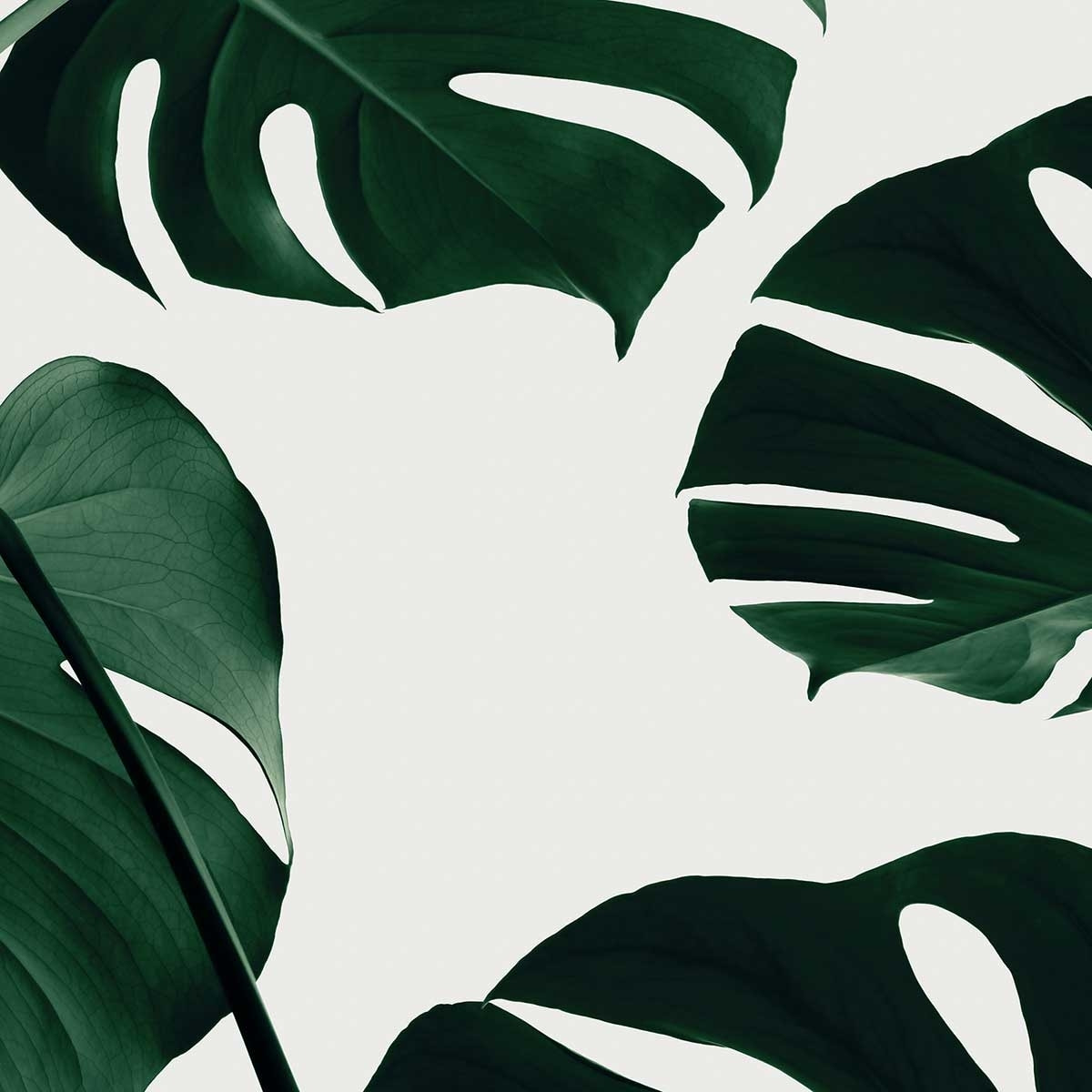 Tableau monstera quattro Toile imprimée