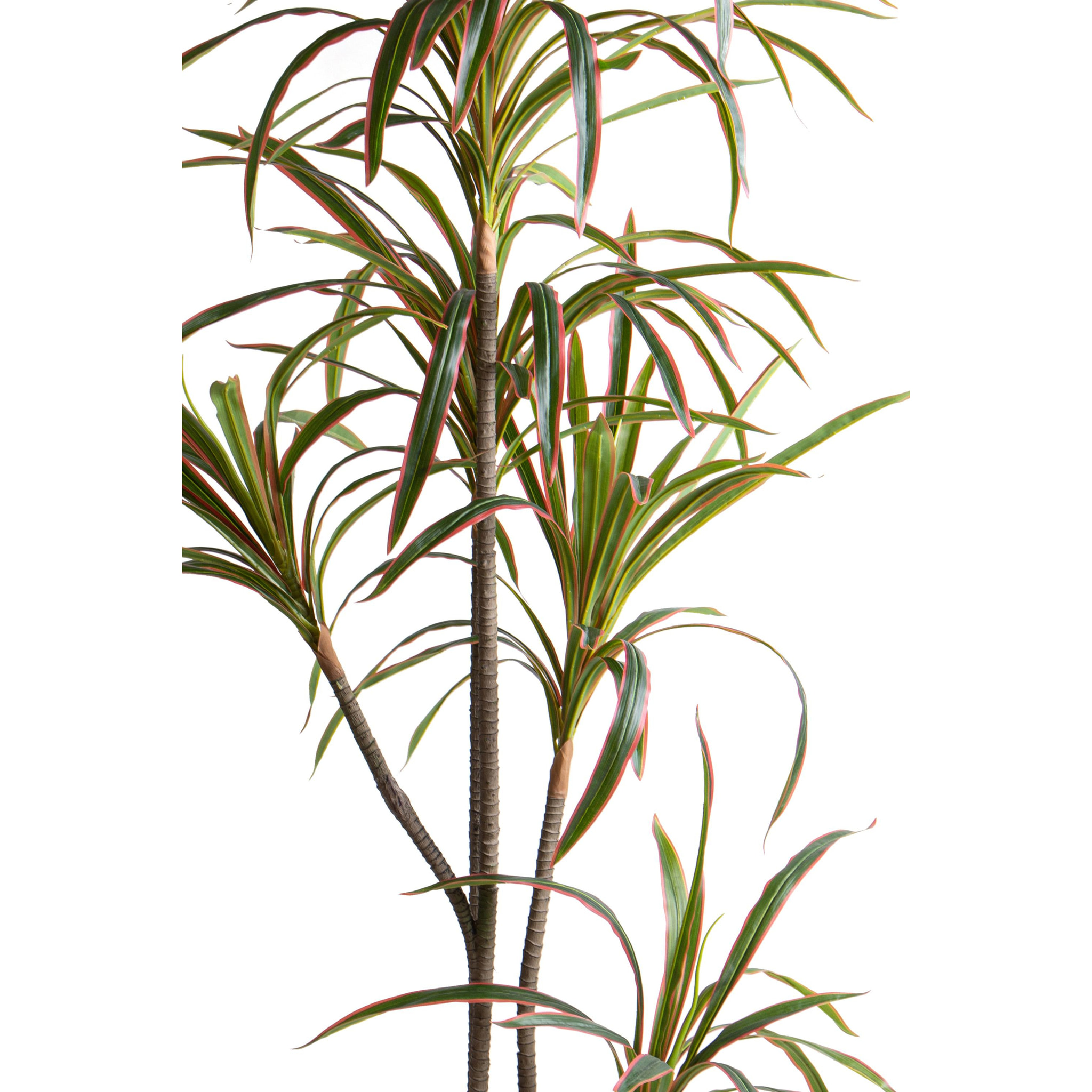 Dracena Marginata Con Vaso 190 Cm - Pezzi 1 - 90X190X90cm - Colore: Verde - Bianchi Dino - Piante Artificiali