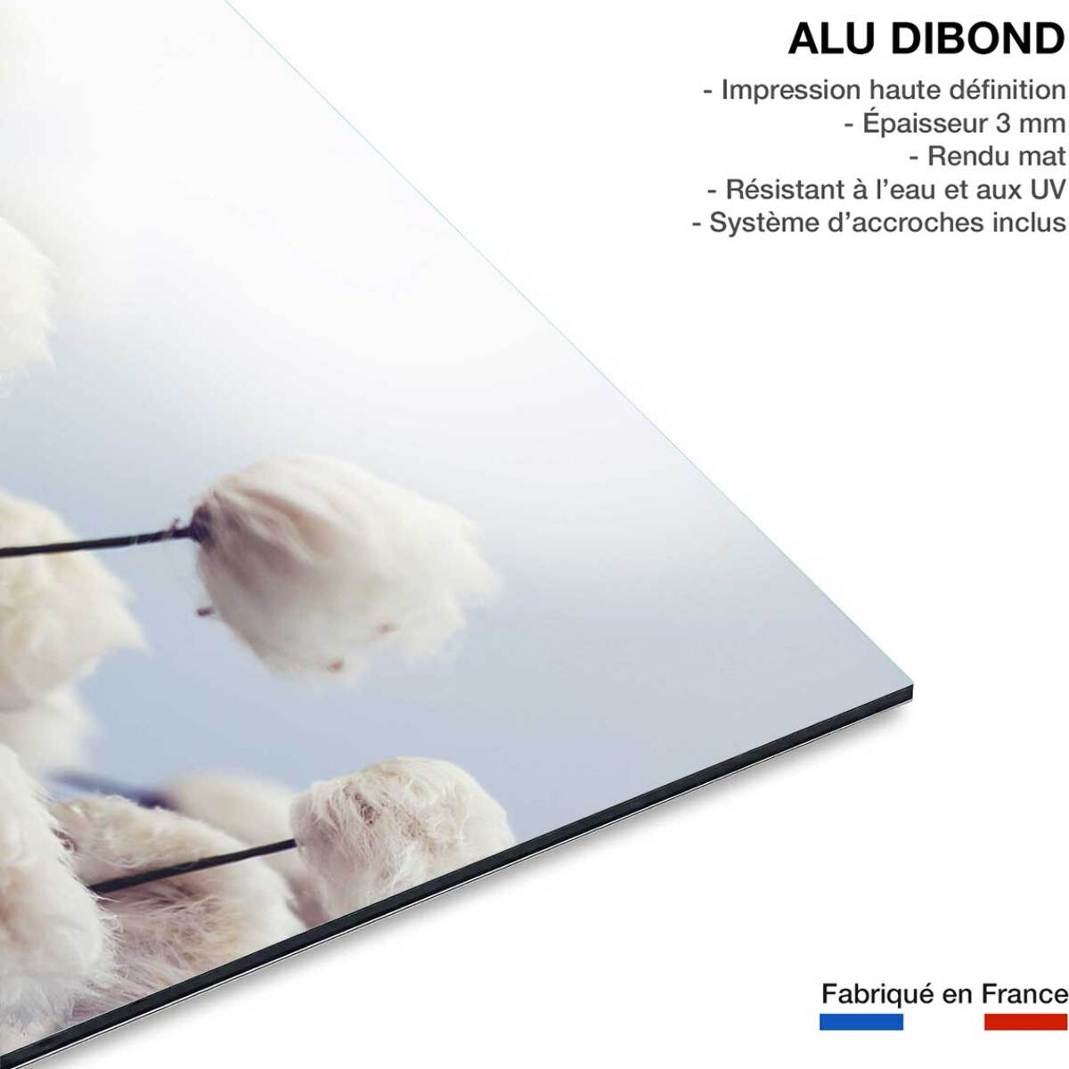 Tableau fleurs de coton au vent Tableau alu Dibond
