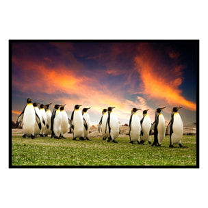 Affiche encadrée manchots paysage naturel Affiche + cadre en métal - Noir