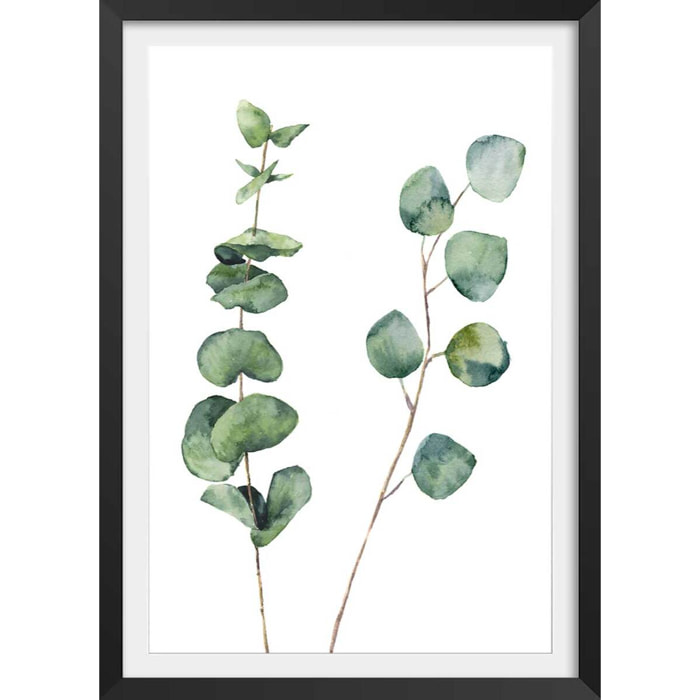 Affiche nature aquarelle feuille d' eucalyptus Affiche + cadre en bois - Noir