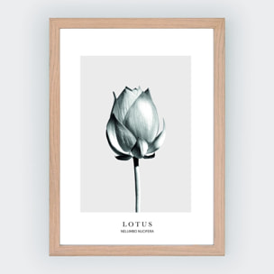 Poster Lotus