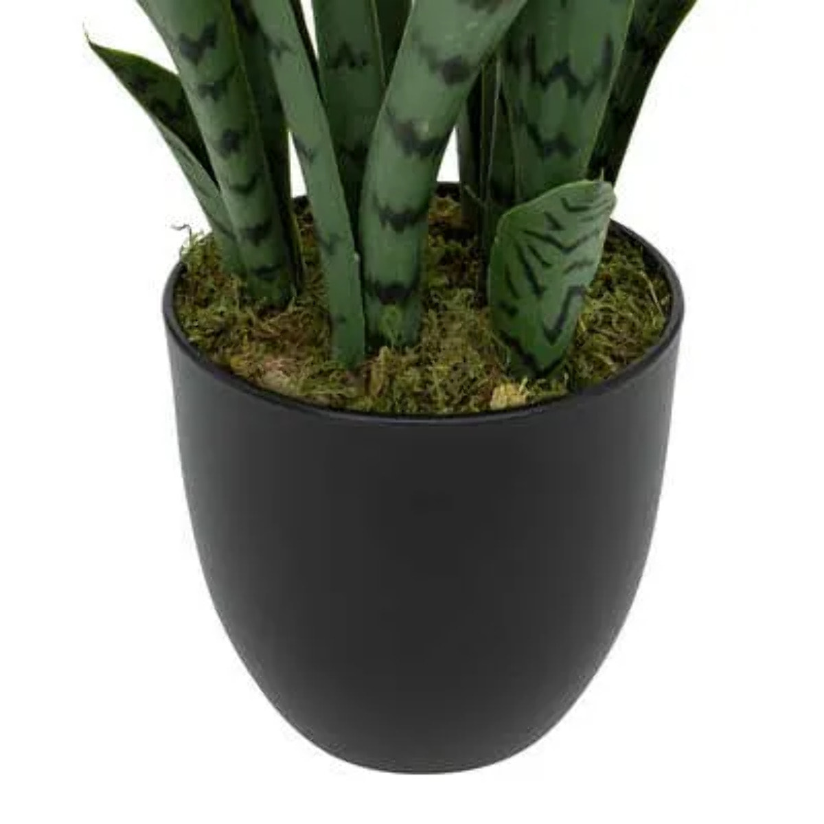 Plante sansevieria yuri 90cm