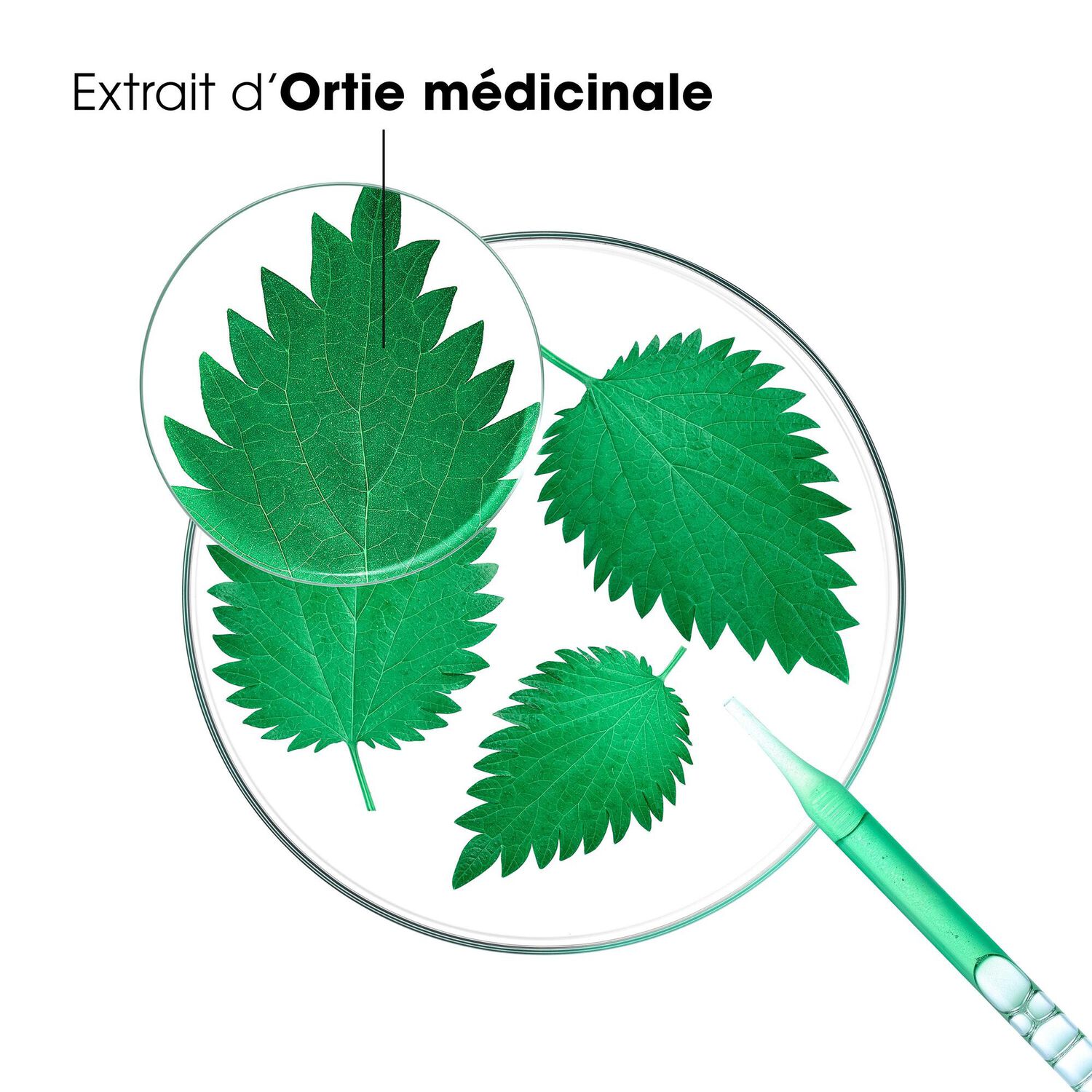Ortie Bio - Shampoing Séboreducteur - Cheveux Gras