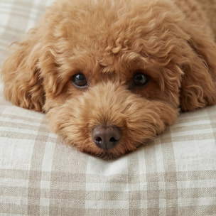 Lit pour animaux déhoussable et antitaches Jara Beige