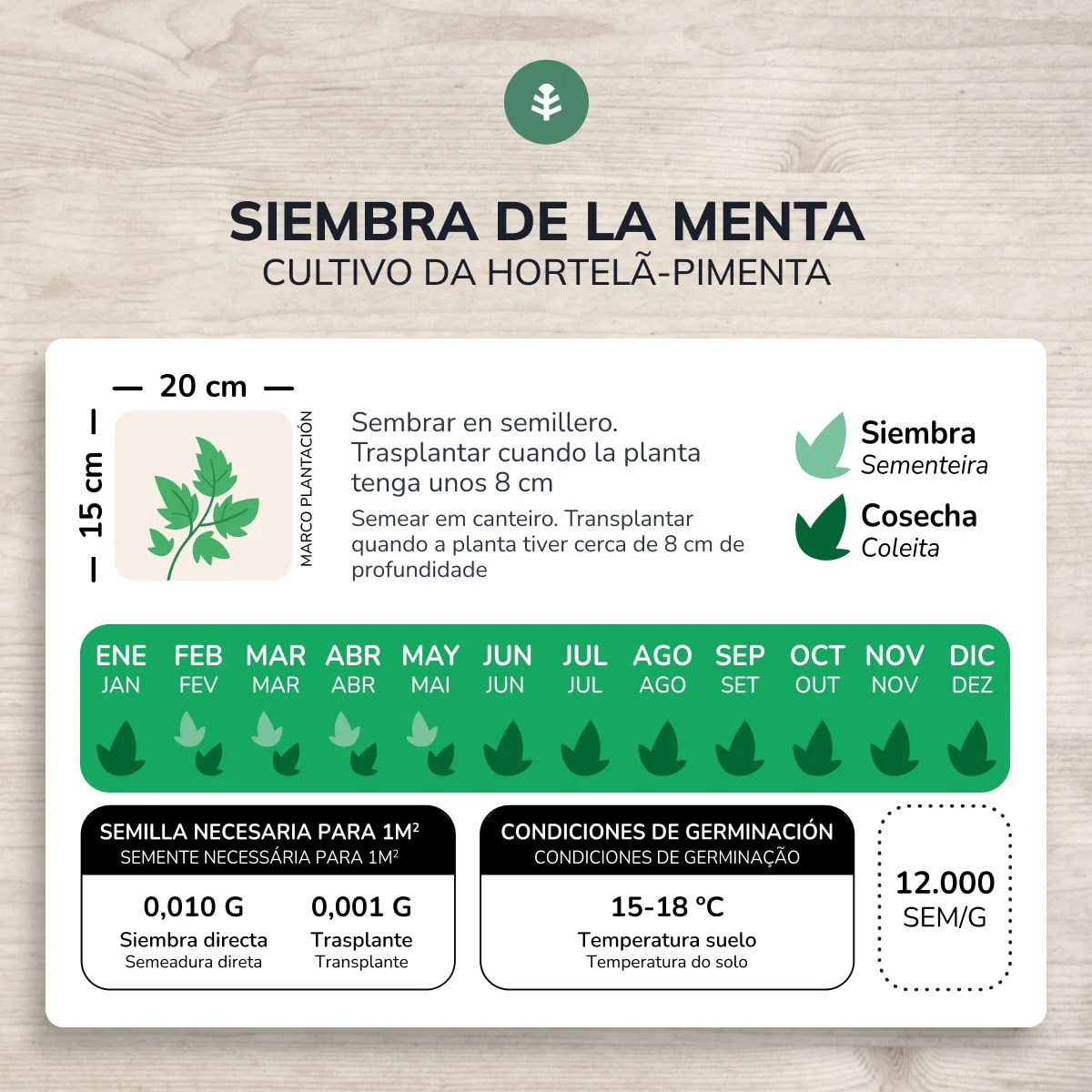 Semillas de Menta piperita ecológicas Planeta Huerto