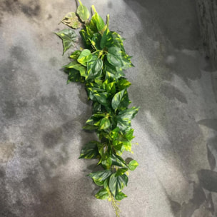 Pothos cadente - Pezzi 1 - Colore: Verde - Bianchi Dino