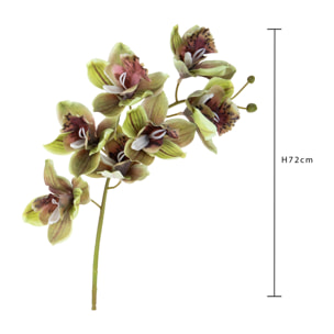 Cymbidium - Pezzi 3 - Colore: Verde - Bianchi Dino