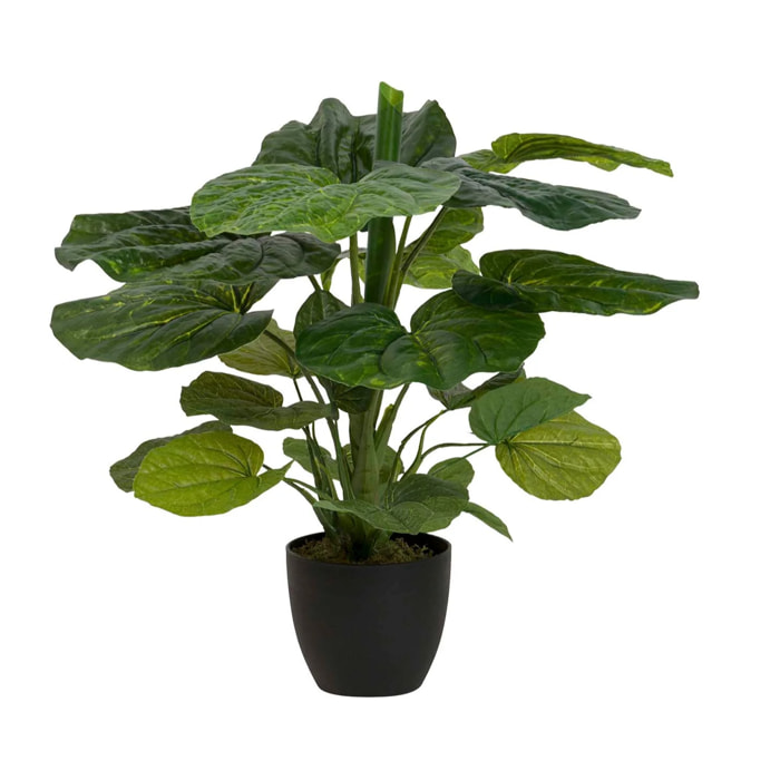 Planta Lotus Con Maceta 65x65x65 Cm