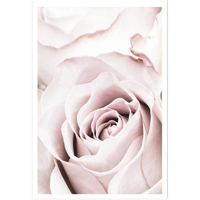 Affiche  rosa romantica Affiche seule