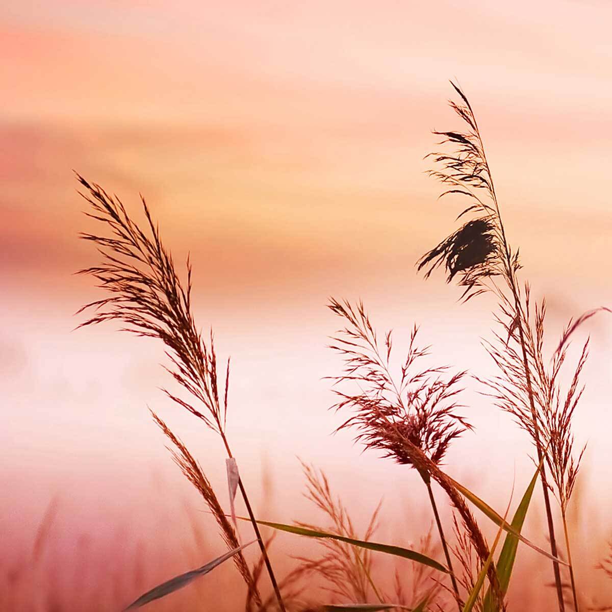 Affiche encadrée roseaux au coucher du soleil Affiche + cadre en métal - Noir