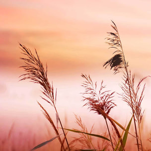 Affiche encadrée roseaux au coucher du soleil Affiche + cadre en métal - Noir