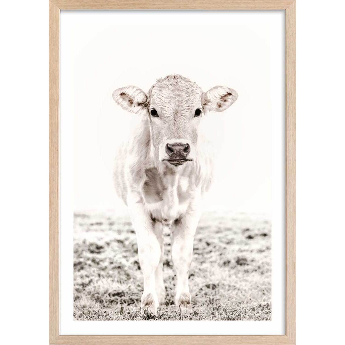 Affiche enfant veau  Affiche + cadre en bois - Chêne