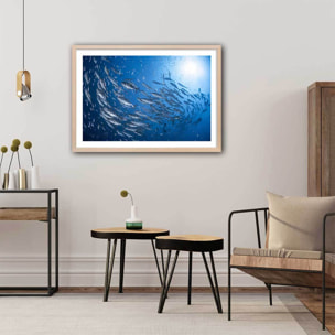 Affiche poisson Carangue Affiche + cadre en bois - Chêne