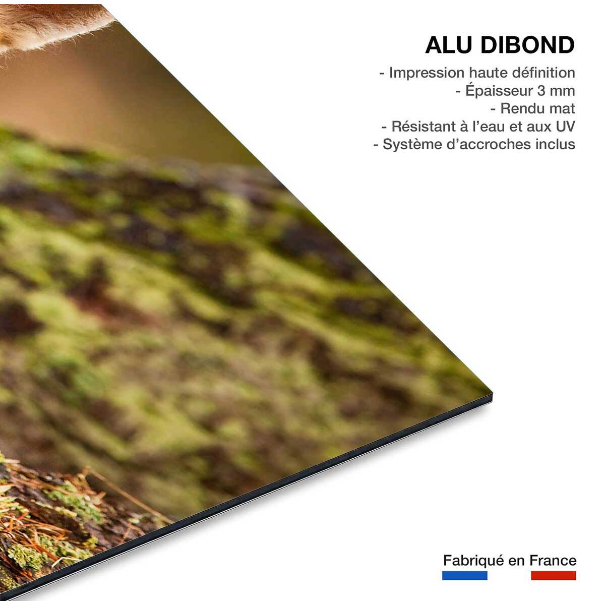 Tableau animaux renard  Tableau alu Dibond