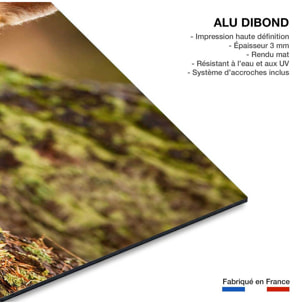 Tableau animaux renard  Tableau alu Dibond