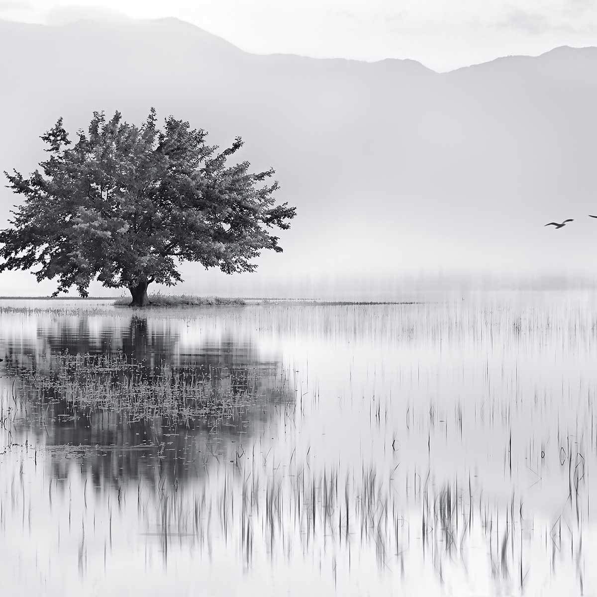 Affiche nature reflets d'eau Affiche sous cadre bois