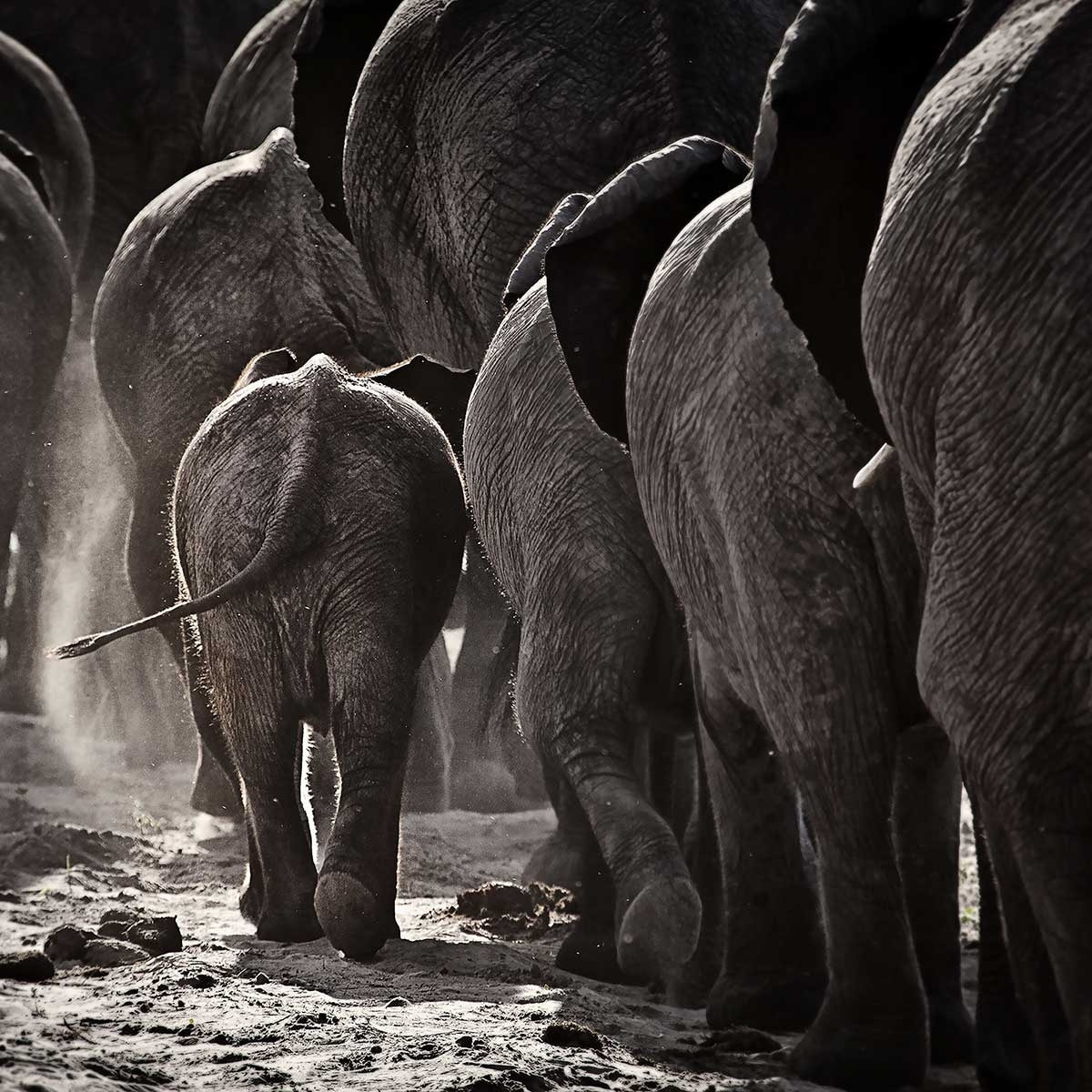 Tableau animaux cap afrique Toile imprimée